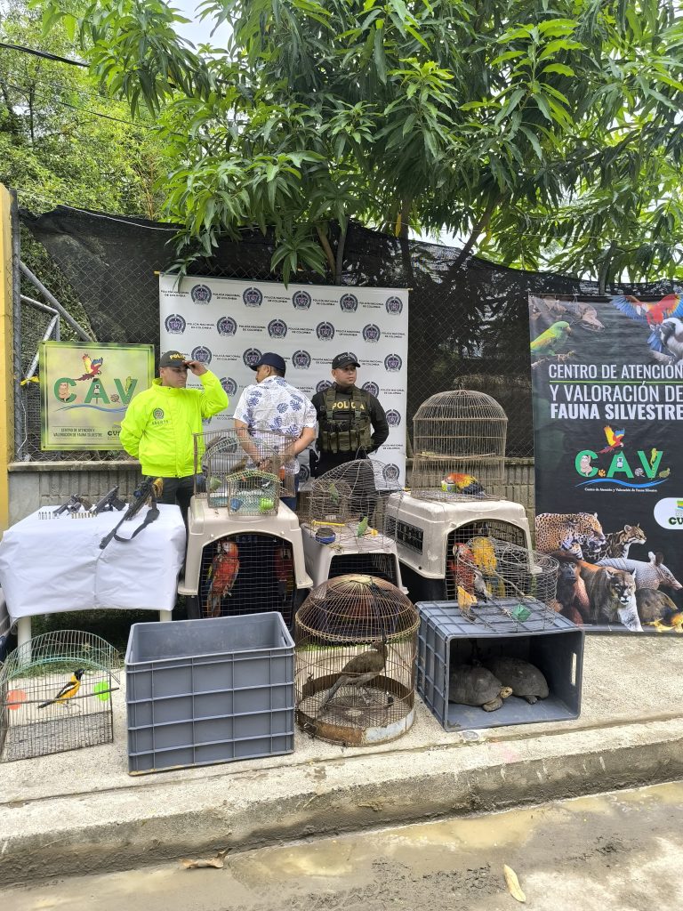 *GOLPE CONTUNDENTE AL TRÁFICO DE FAUNA SILVESTRE: UN CAPTURADO EN CIÉNAGA DE ORO-CÓRDOBA*