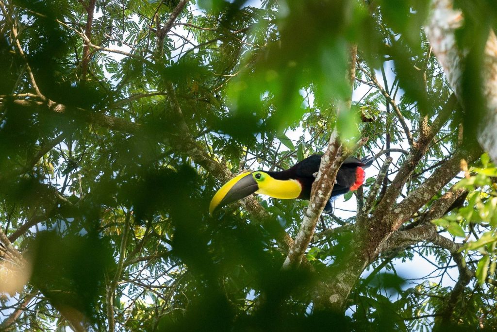 *COLOMBIA, SEGUNDO PAÍS DE MUNDO CON MÁS DATOS PÚBLICOS SOBRE BIODIVERSIDAD: EL SIB SUPERÓ 34 MILLONES DE REGISTROS ABIERTOS*