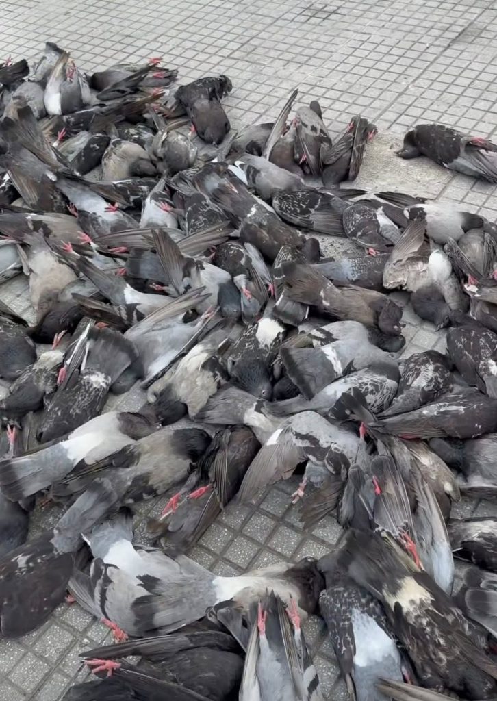 Resultados del ICA descartan enfermedades de control oficial tras muerte de palomas en Montería.