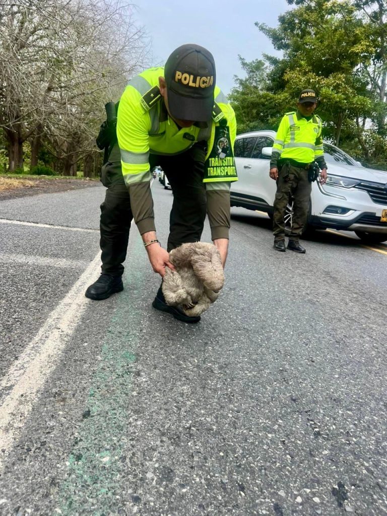 Policía de tránsito y transporte de Córdoba le salva la vida a un oso perezoso vulnerable que trataba de cruzar una vía del departamento.