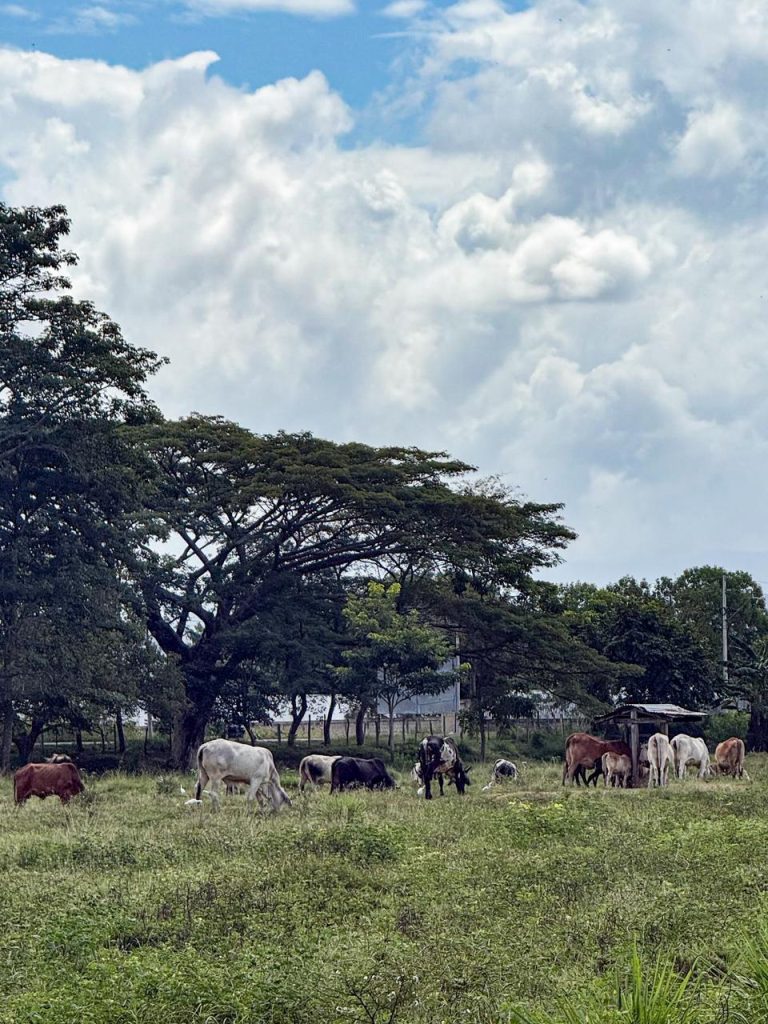 Comunidades campesinas de Tierralta denuncian ocupación irregular de predio y exigen acción inmediata del Estado.