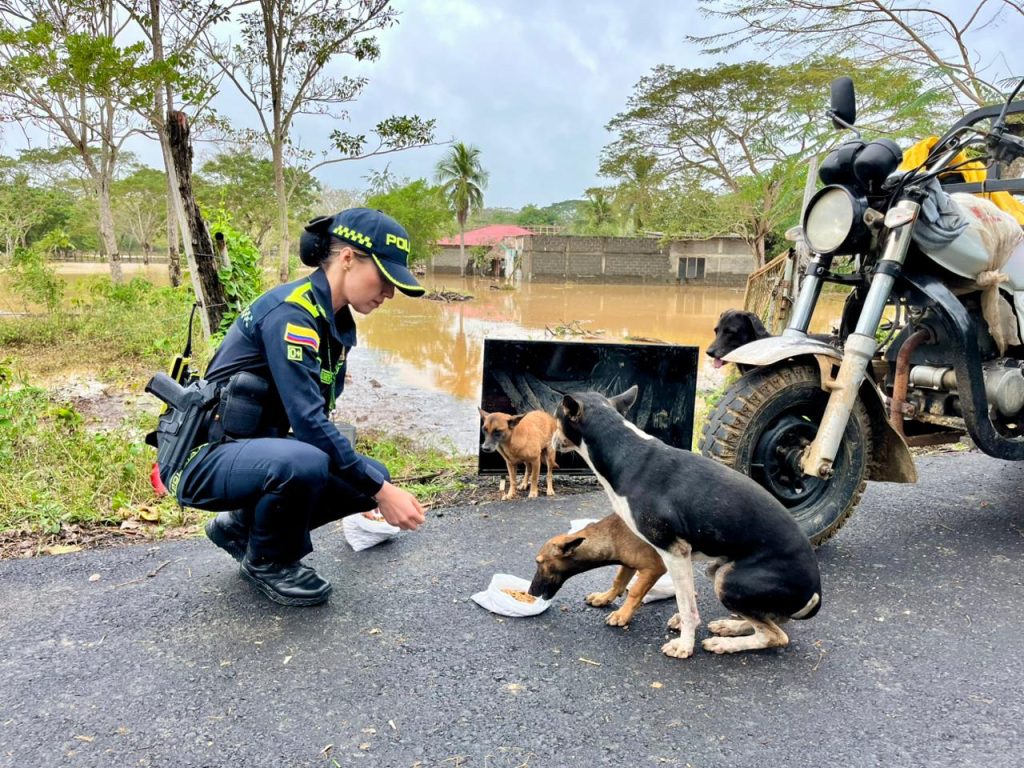 Policía de Montería impulsa ayuda para animales afectados por las lluvias a través de Radio Policía 95.5 FM