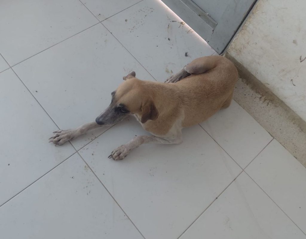 La vida y la integridad animal es fundamental en la misionalidad de nuestra Policía.