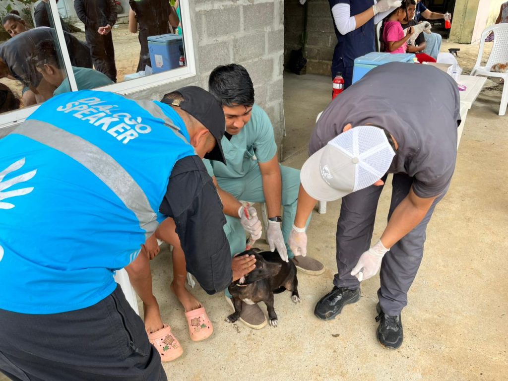 En medio de estos momentos difíciles en Córdoba se realiza Jornada de bienestar animal en Cereté.