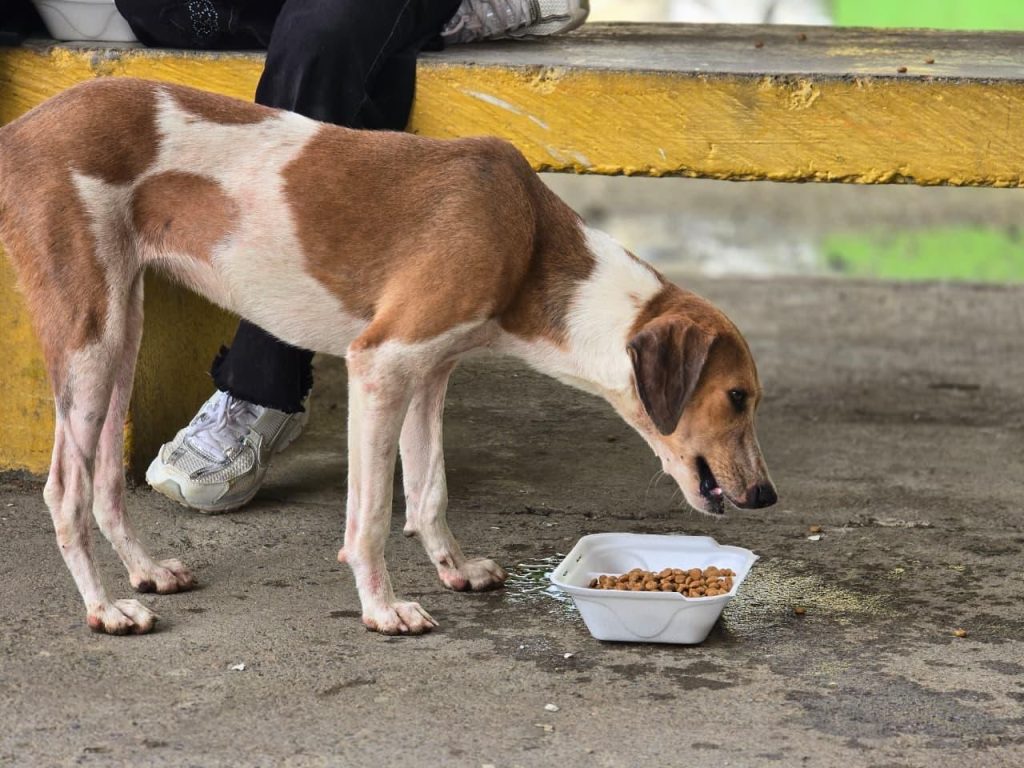 Se requieren alimentos y medicamentos para animales en albergues temporales.
